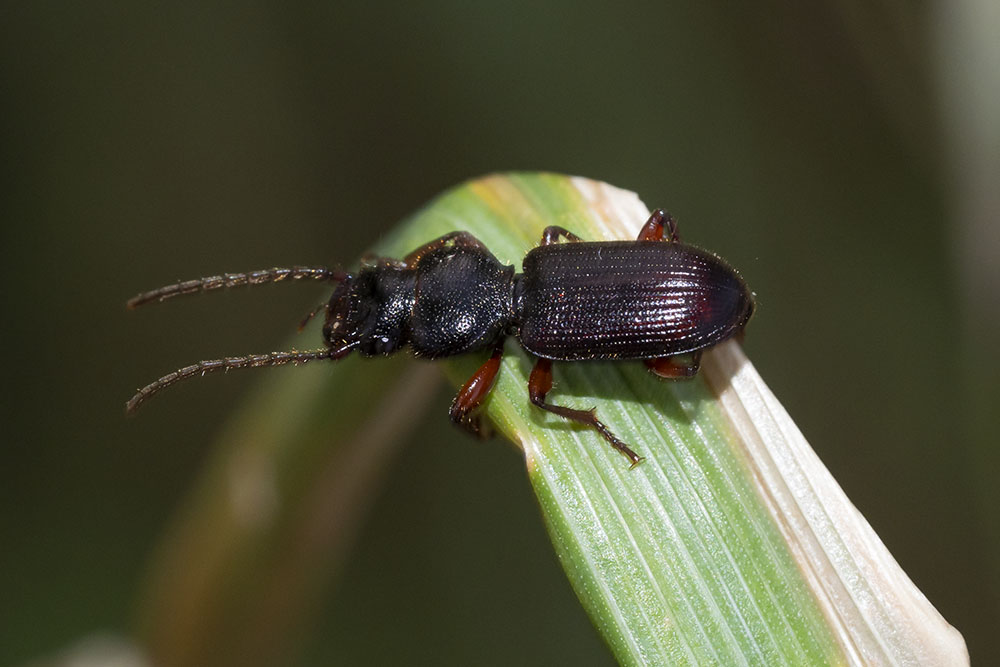 Carabidae: Carterus fulvipes